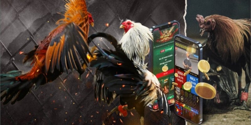 Lời khuyên cho người mới tham gia Đá gà WW88